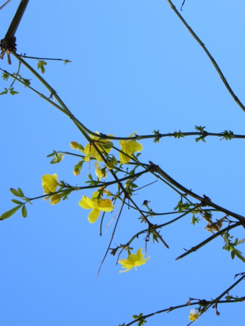 Winter Jasmine (480x640).jpg